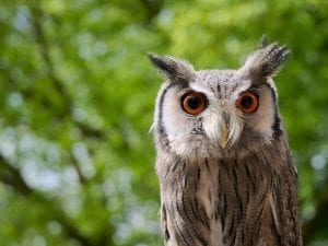 Mindfulness to mindlessness needs stretch