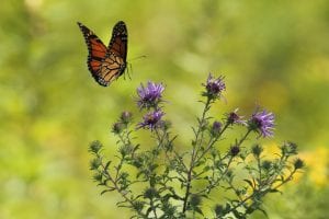 Mindfulness to mindlessness needs stretch
