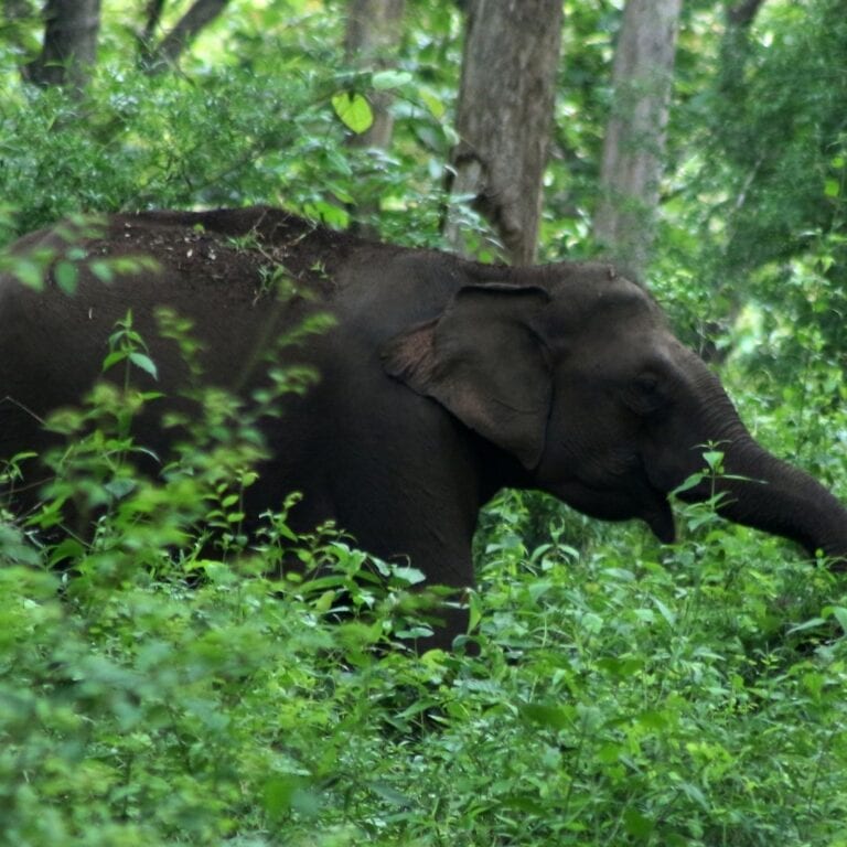 Learning story - the elephant and antelope