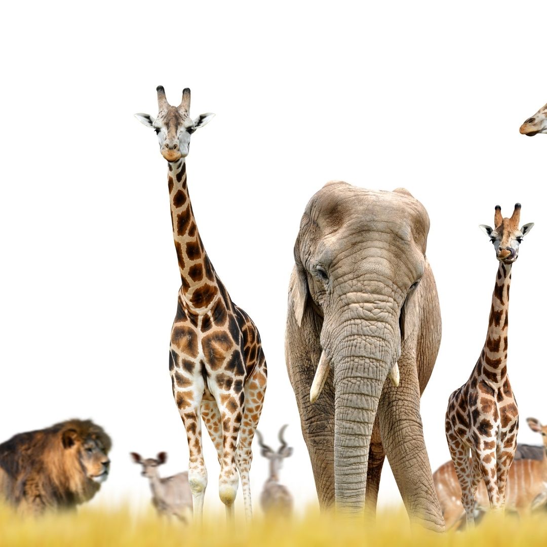 Learning Story - The Elephant And Antelope