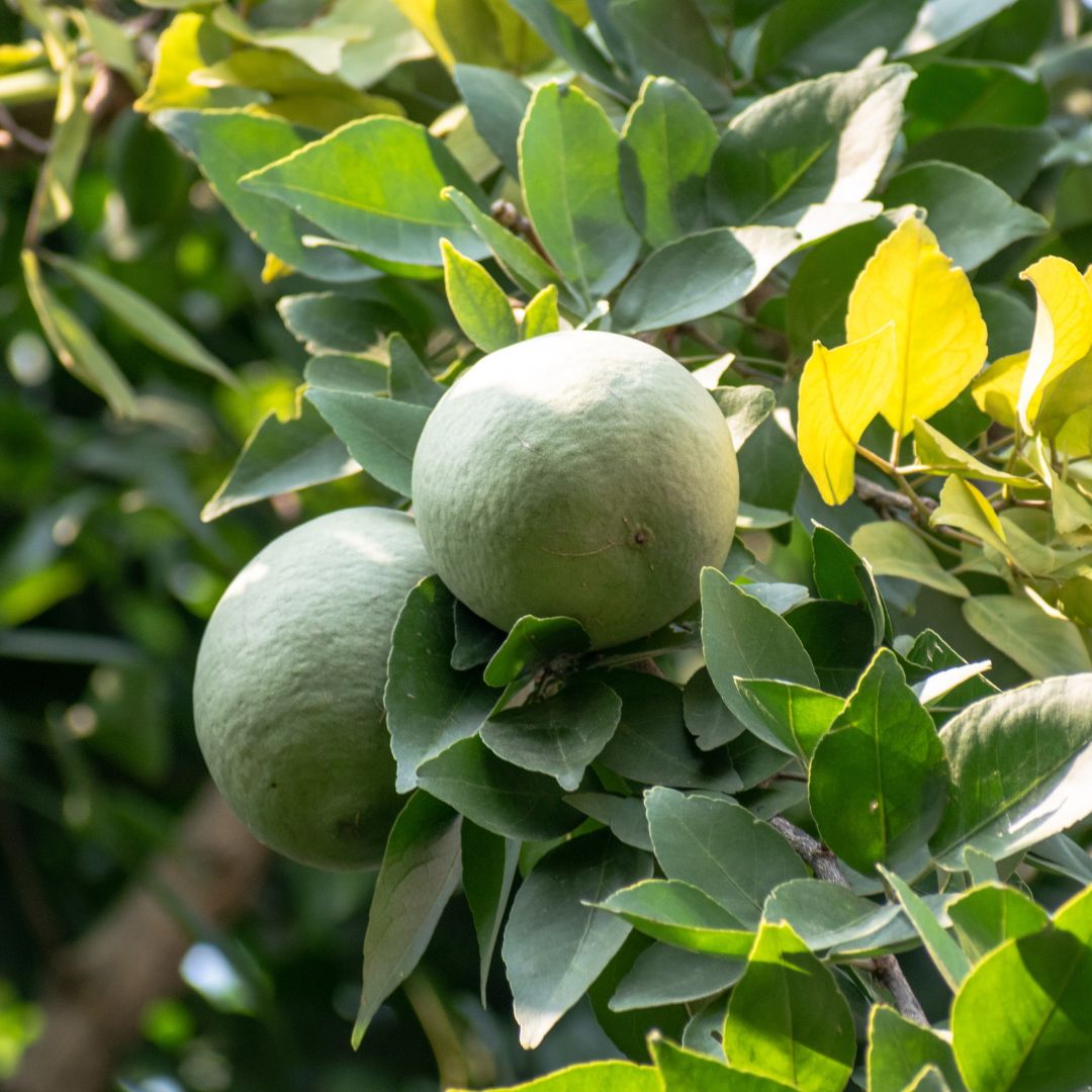 Bael Fruit