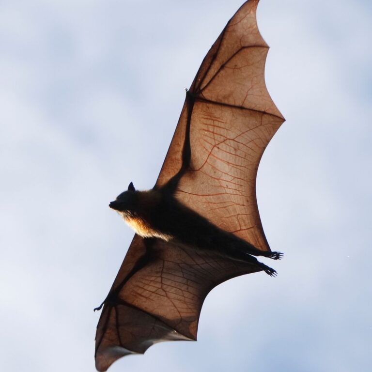 Bats Are Symbols of Transformation
