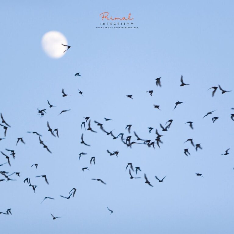 Bats Are Symbols of Transformation