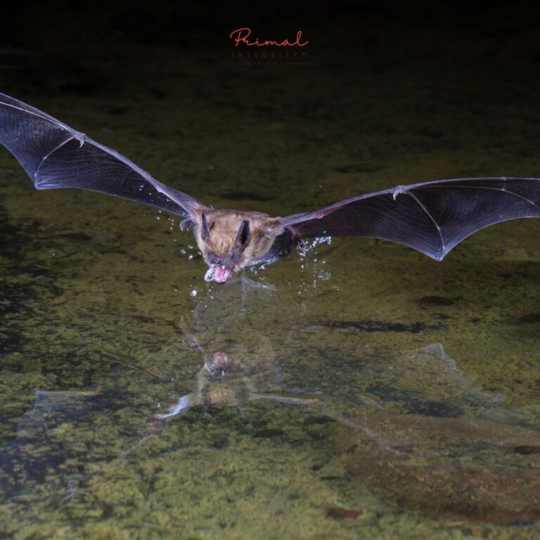 Bats Are Symbols of Transformation