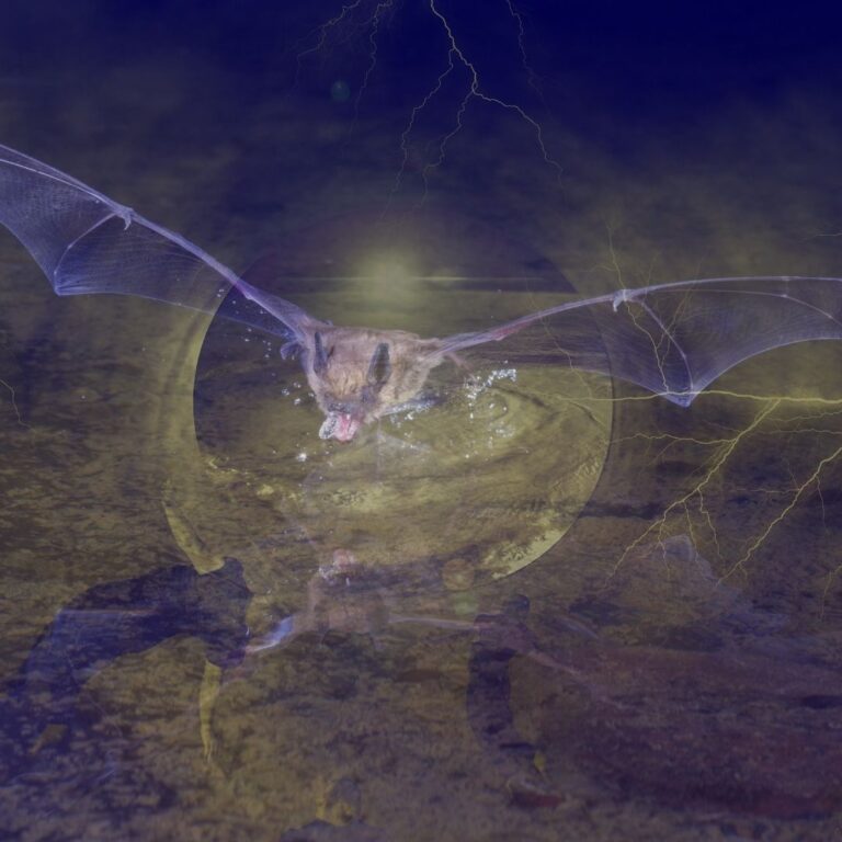 Bats Are Symbols of Transformation