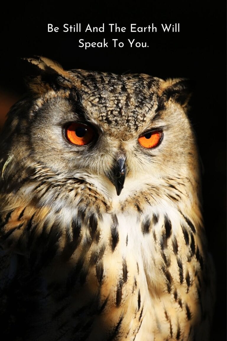 animal spirit guides birds of prey