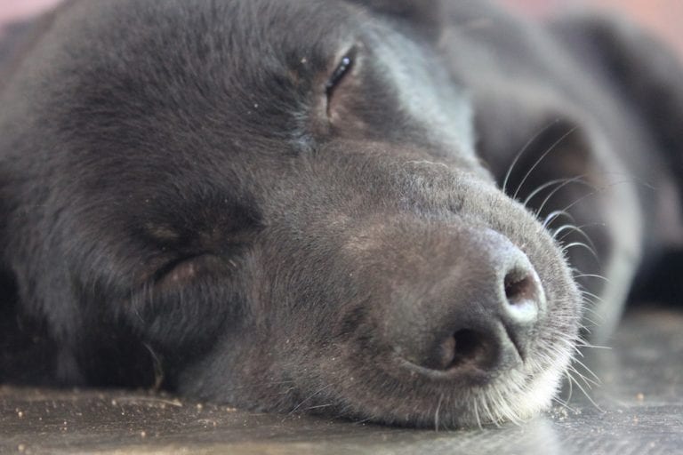 relaxed-bear