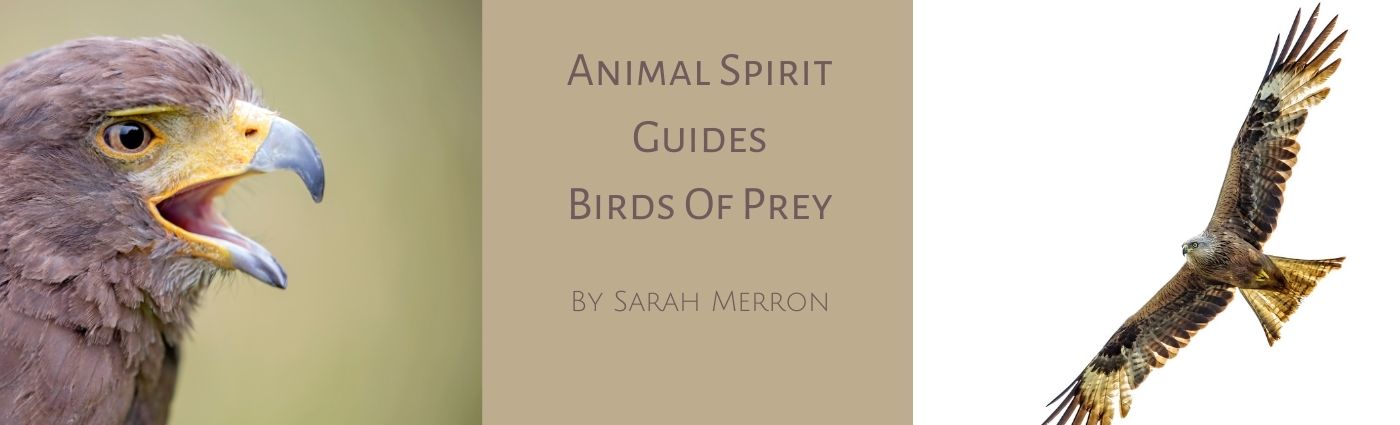 Animal Spirit Guides Birds of Prey