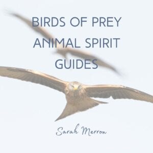 Animal Spirit Guides Birds of Prey