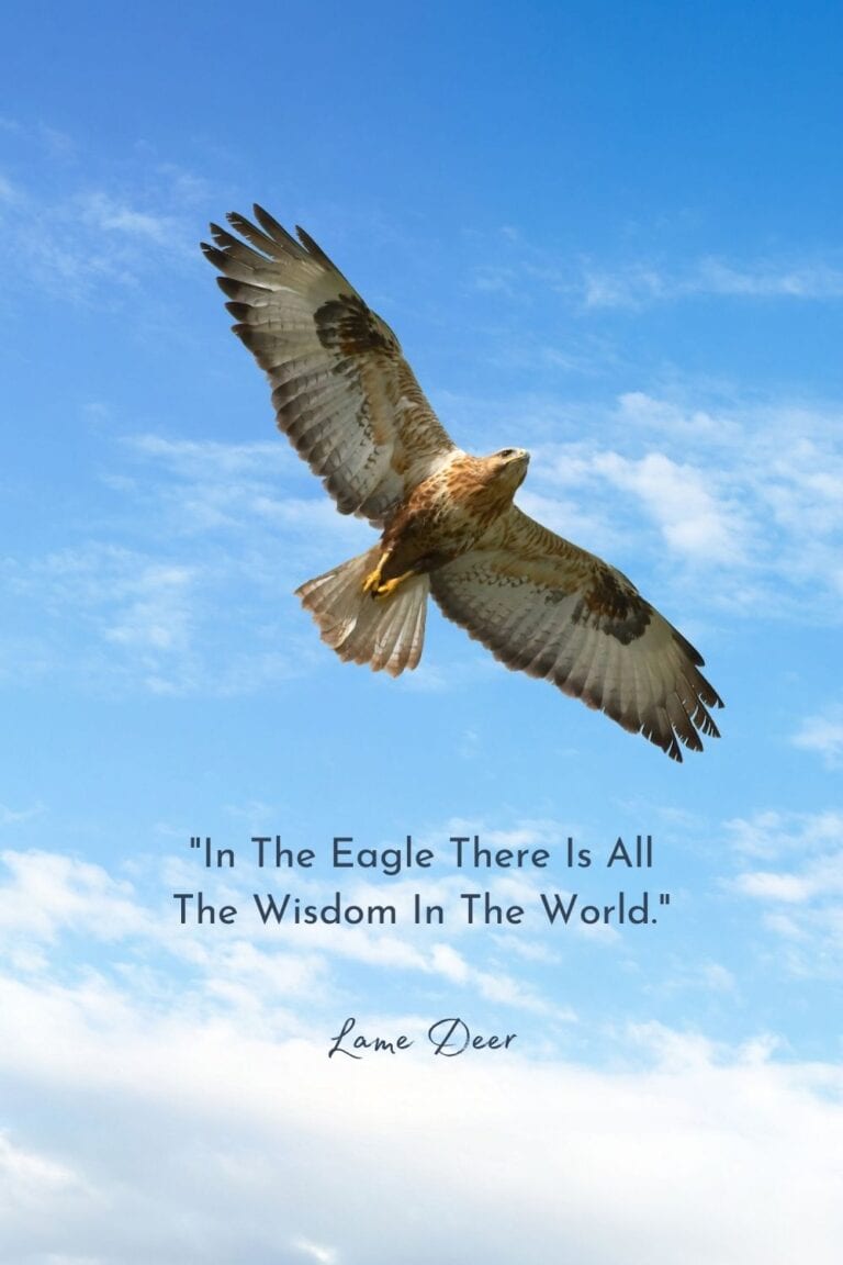 animal spirit guides birds of prey