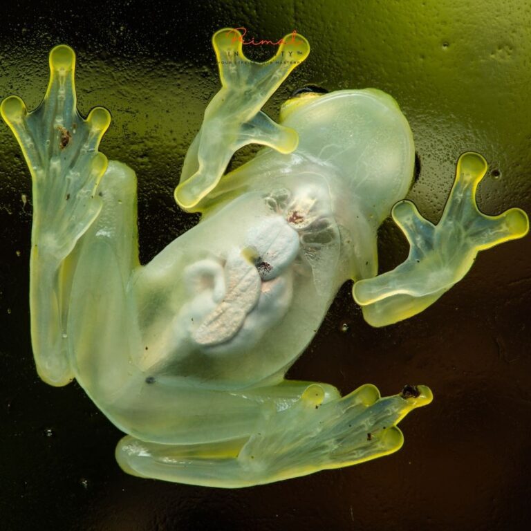 The Spiritual Symbolism of Frogs