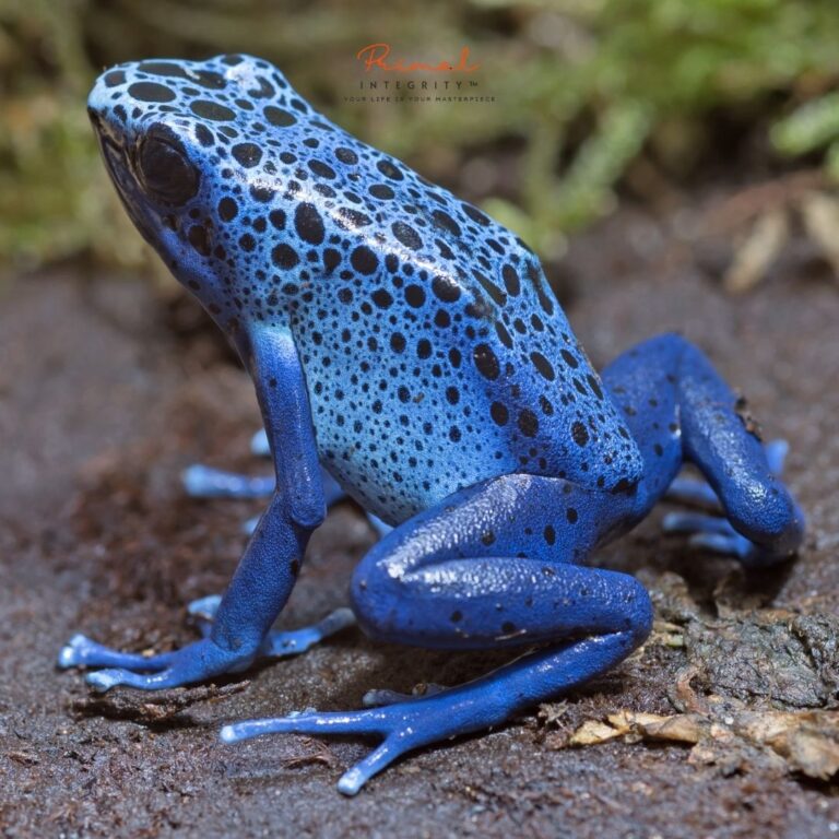 The Spiritual Symbolism of Frogs