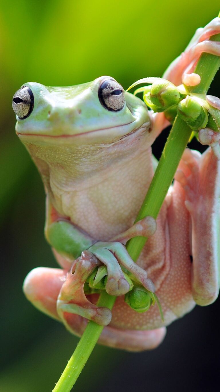 The Spiritual Symbolism of Frogs