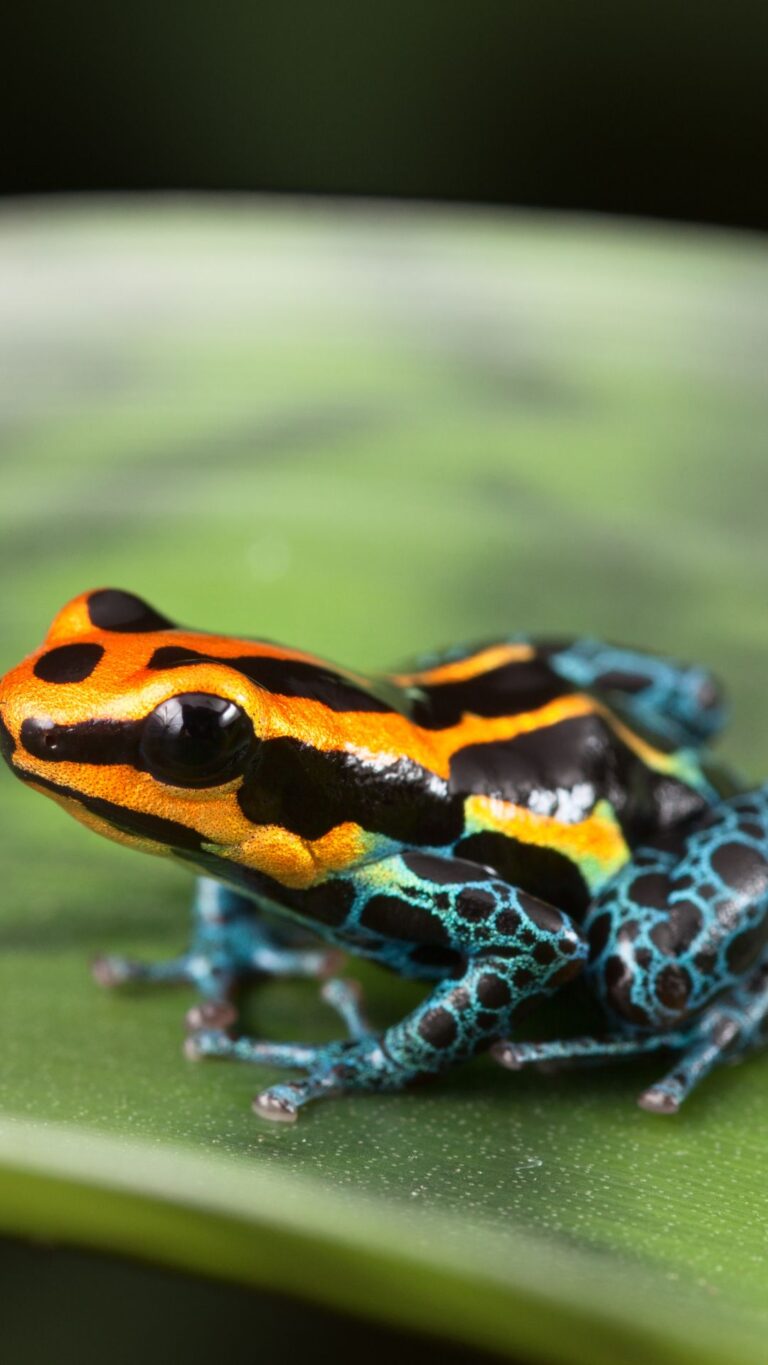 The Spiritual Symbolism of Frogs