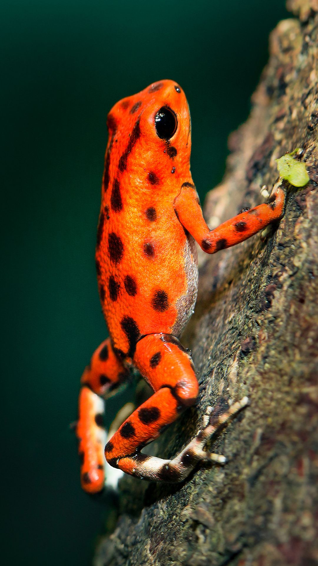 Frog 7