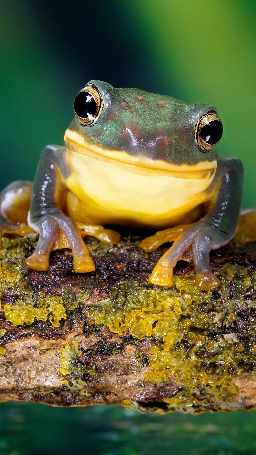 Frog 8