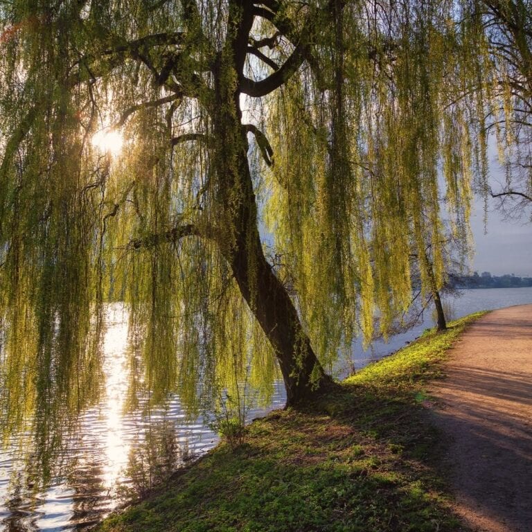 The Mythical Nature of Trees