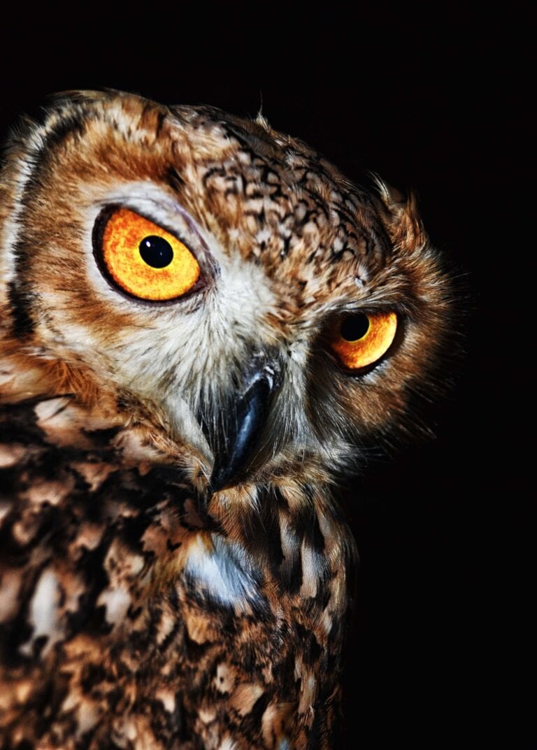 owls teach us how to be strong