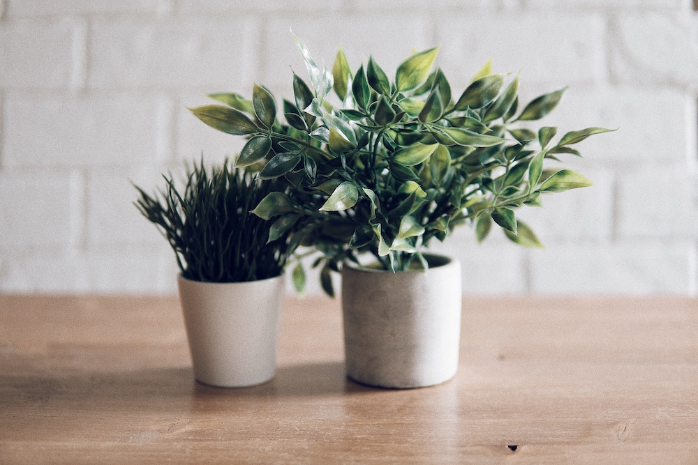 plants-noise-pollution