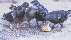 Superstitions Pigeons and Behavioural Psychology